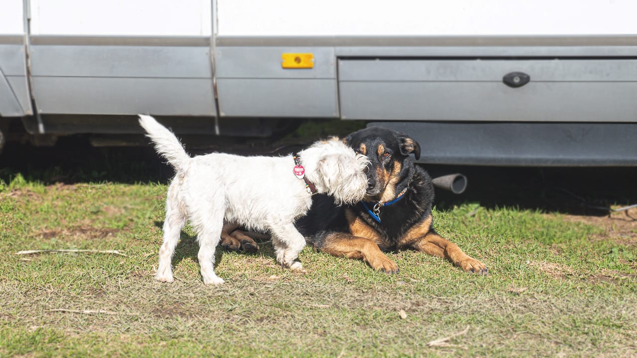 Campings amis des chiens - ce qui les distingue et où tu peux les trouver