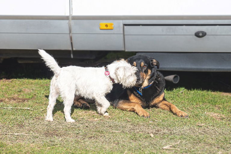 Campings amis des chiens - ce qui les distingue et où tu peux les trouver