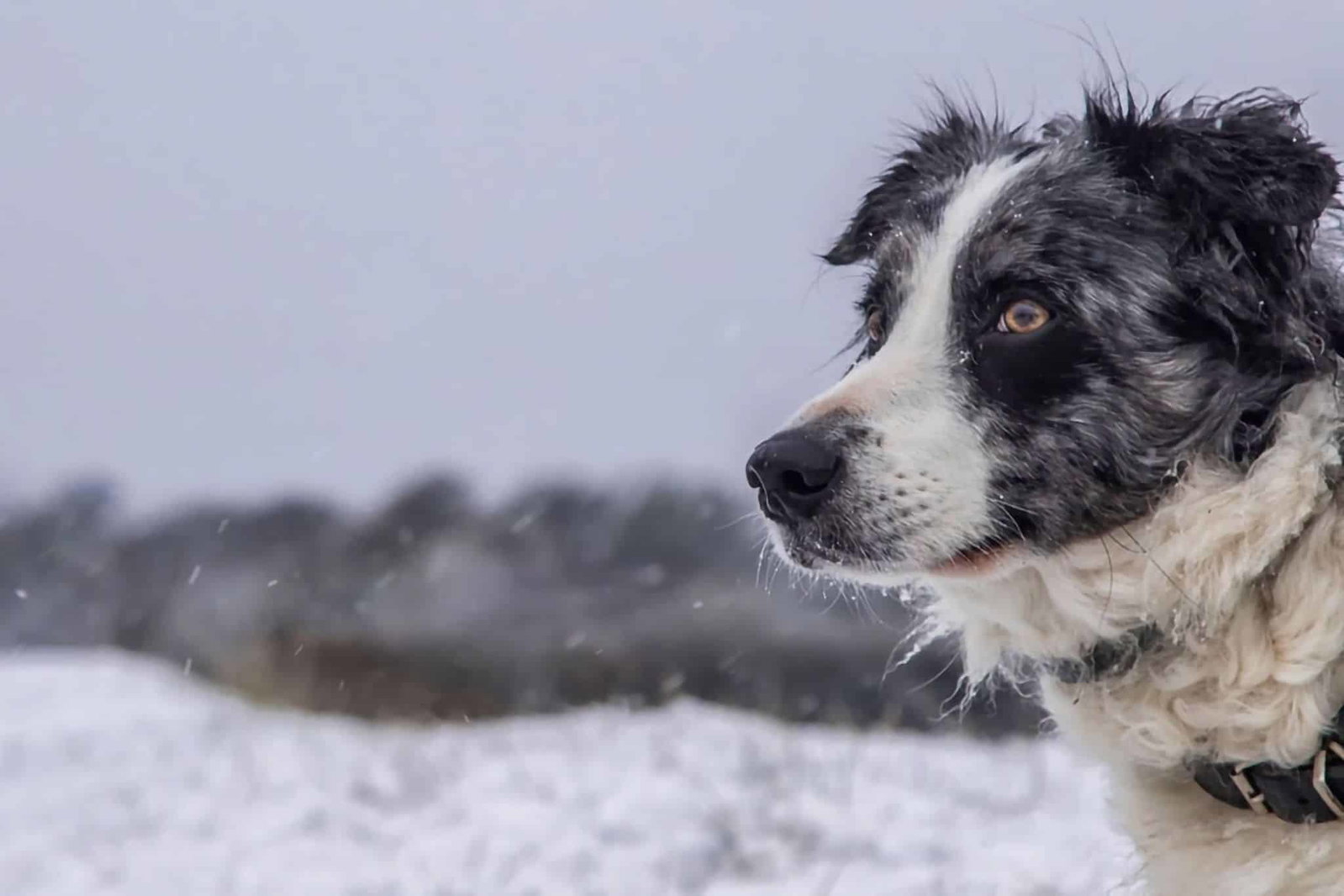 Camping d'hiver avec un chien : conseils, équipement et destinations pour le camping dans la neige