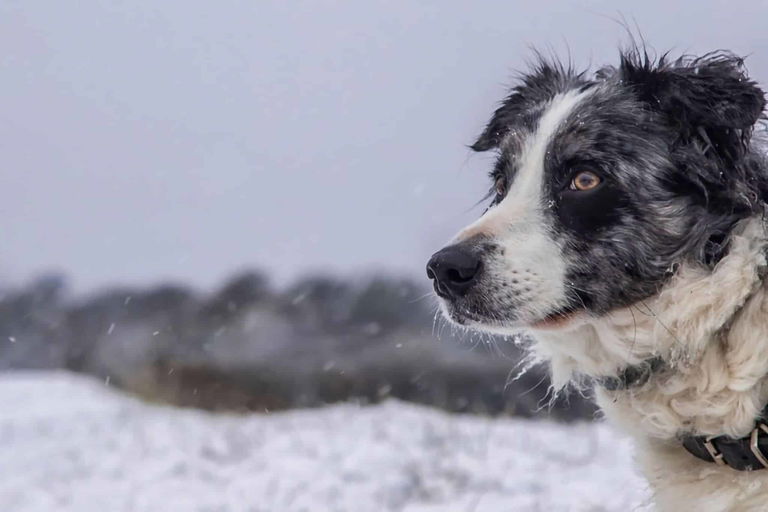Camping d'hiver avec un chien : conseils, équipement et destinations pour le camping dans la neige