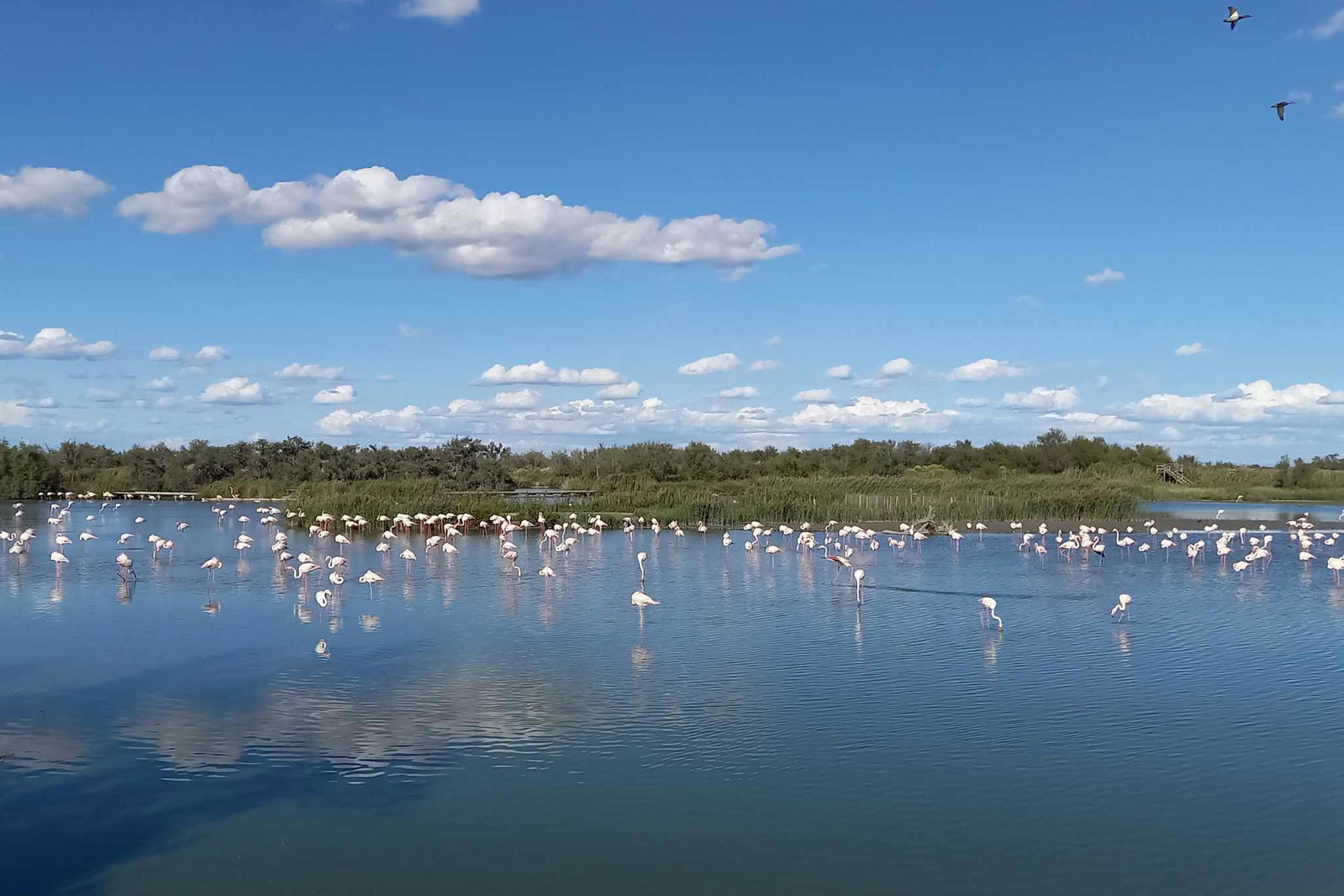 La Camargue : un paradis naturel pour les amateurs de camping dans un paysage vaste et intact, y compris Conseils pour les emplacements