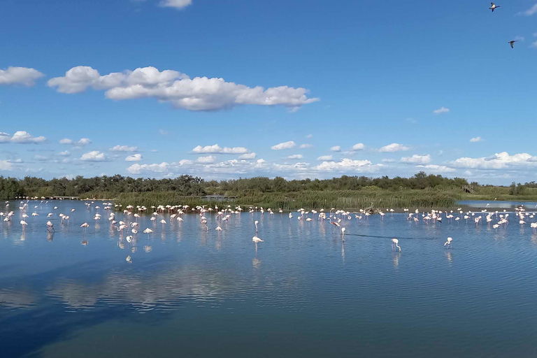 La Camargue : un paradis naturel pour les amateurs de camping dans un paysage vaste et intact, y compris Conseils pour les emplacements