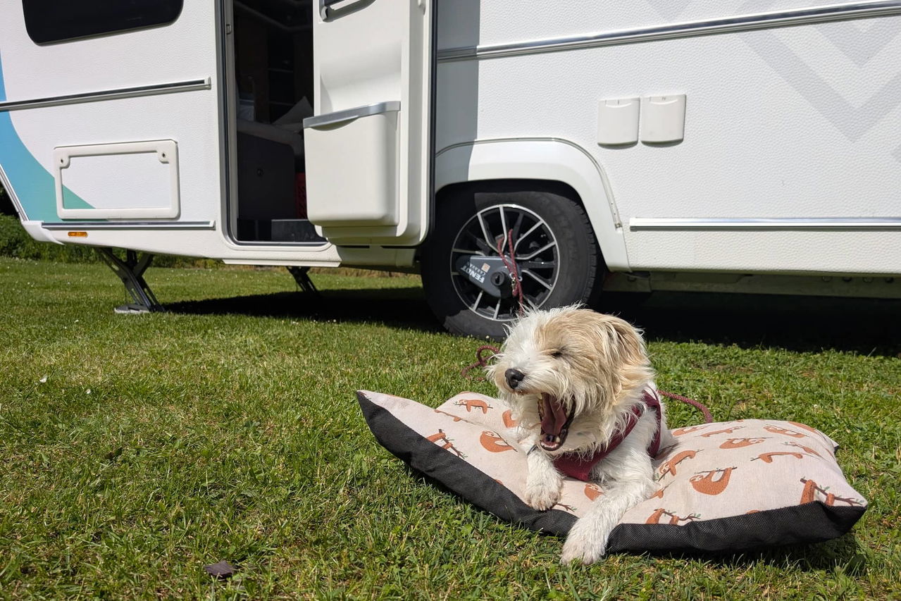 Vacances en camping avec ton chien : ce que tu dois absolument savoir avant de partir à l'étranger