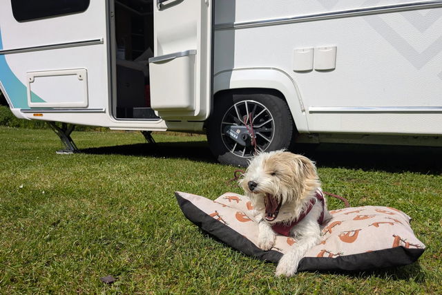 Vacances en camping avec ton chien : ce que tu dois absolument savoir avant de partir à l'étranger