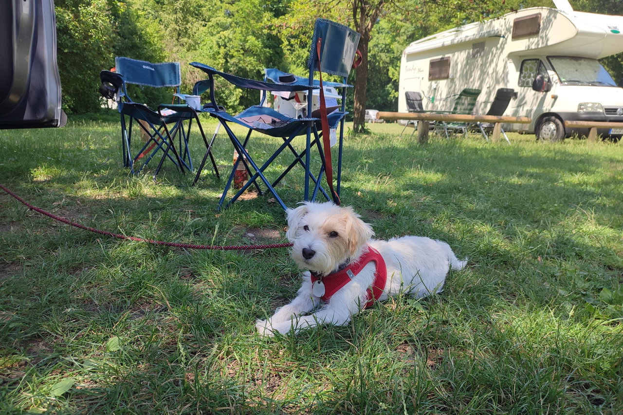 Camping avec chien : les 3 campings les plus adaptés aux chiens en Allemagne